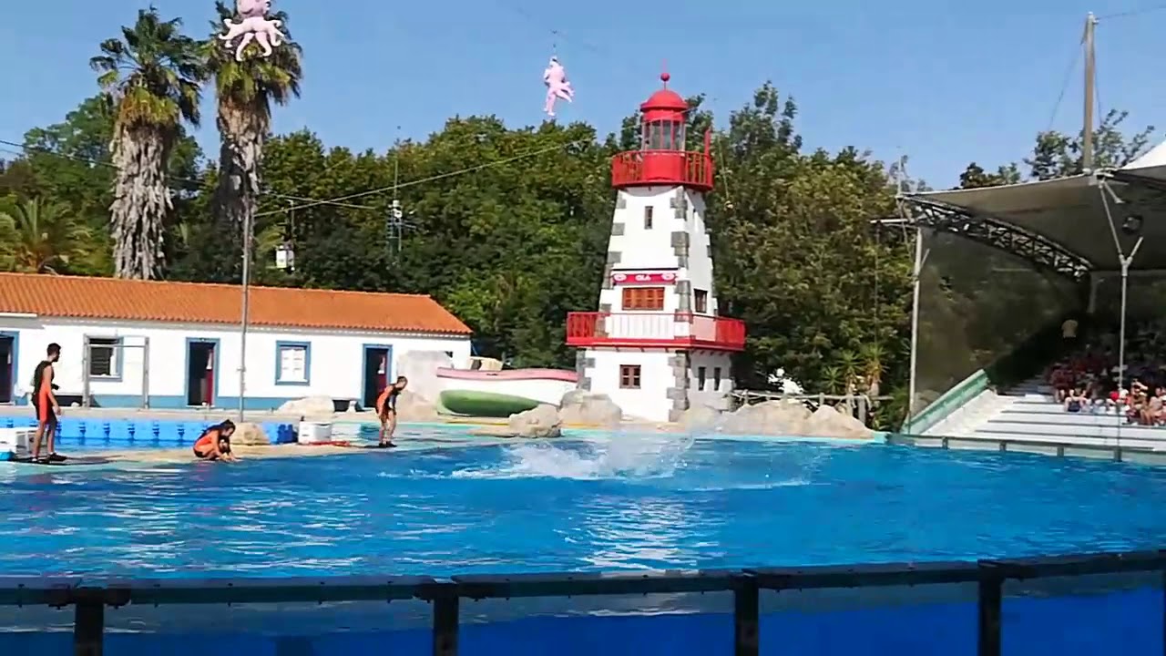 Apresentação de golfinhos e leões marinhos no Jardim Zoológico de Lisboa 🐬🐧🐍🐢🐻🐘🦏🦁