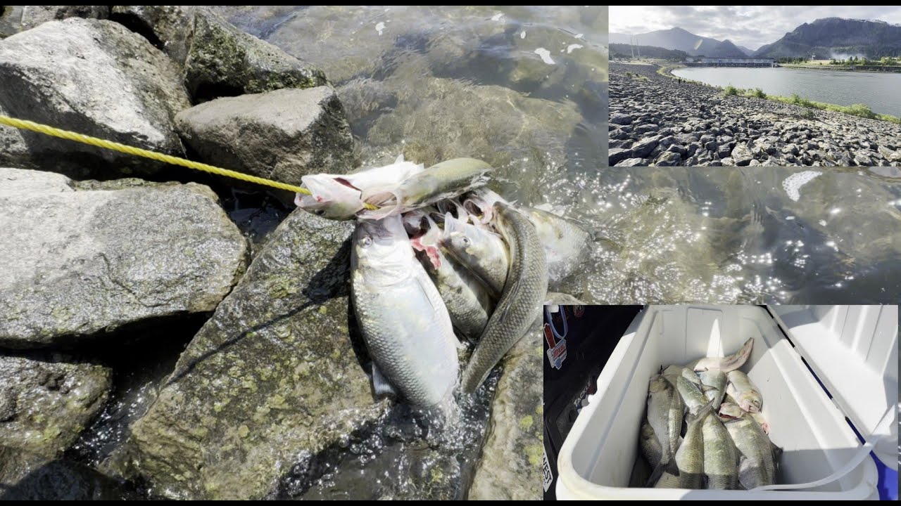 Second days of Shad fishing in 2025