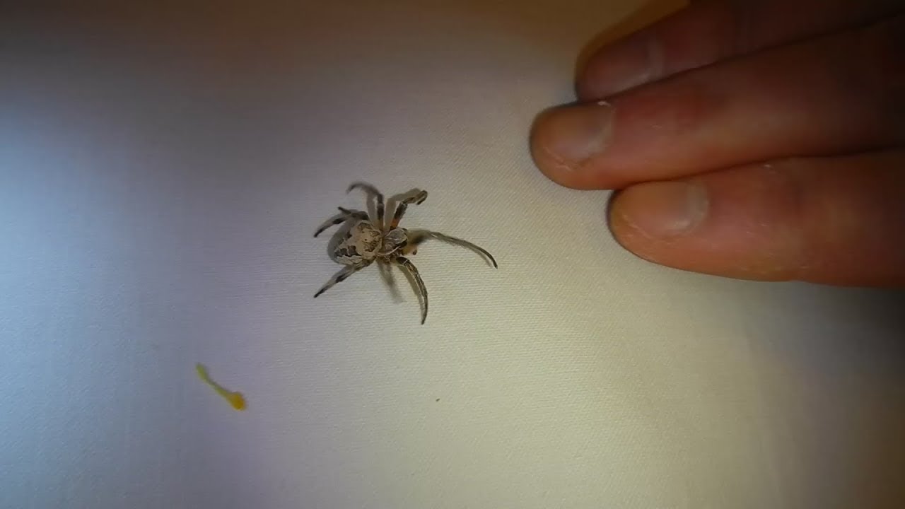 Паук Крестовик Роговой Укусит или нет? Larinioides Сornutus Furrow Spider Will it Bite or Not?