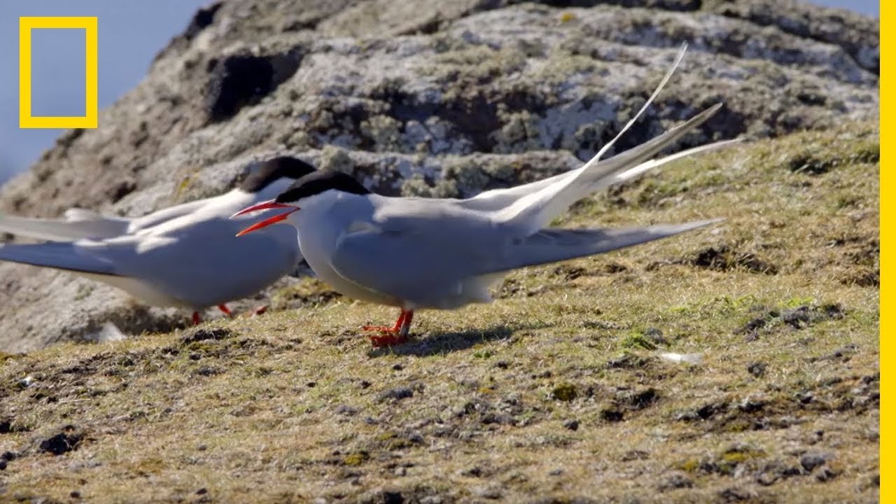 Ces oiseaux traversent 3 océans chaque année