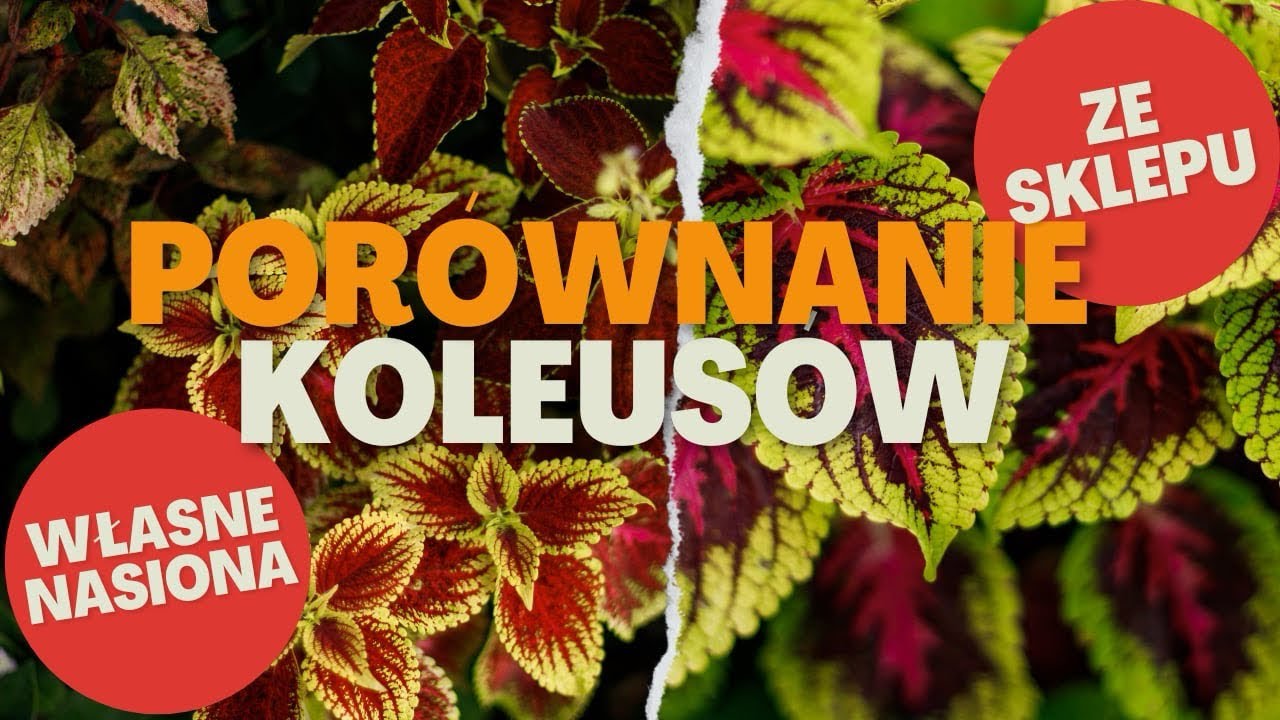 Jak wysiać koleusy z nasion.  Zasubskrybuj  kanał i zobacz porównanie nasion zbieranych i kupionych!