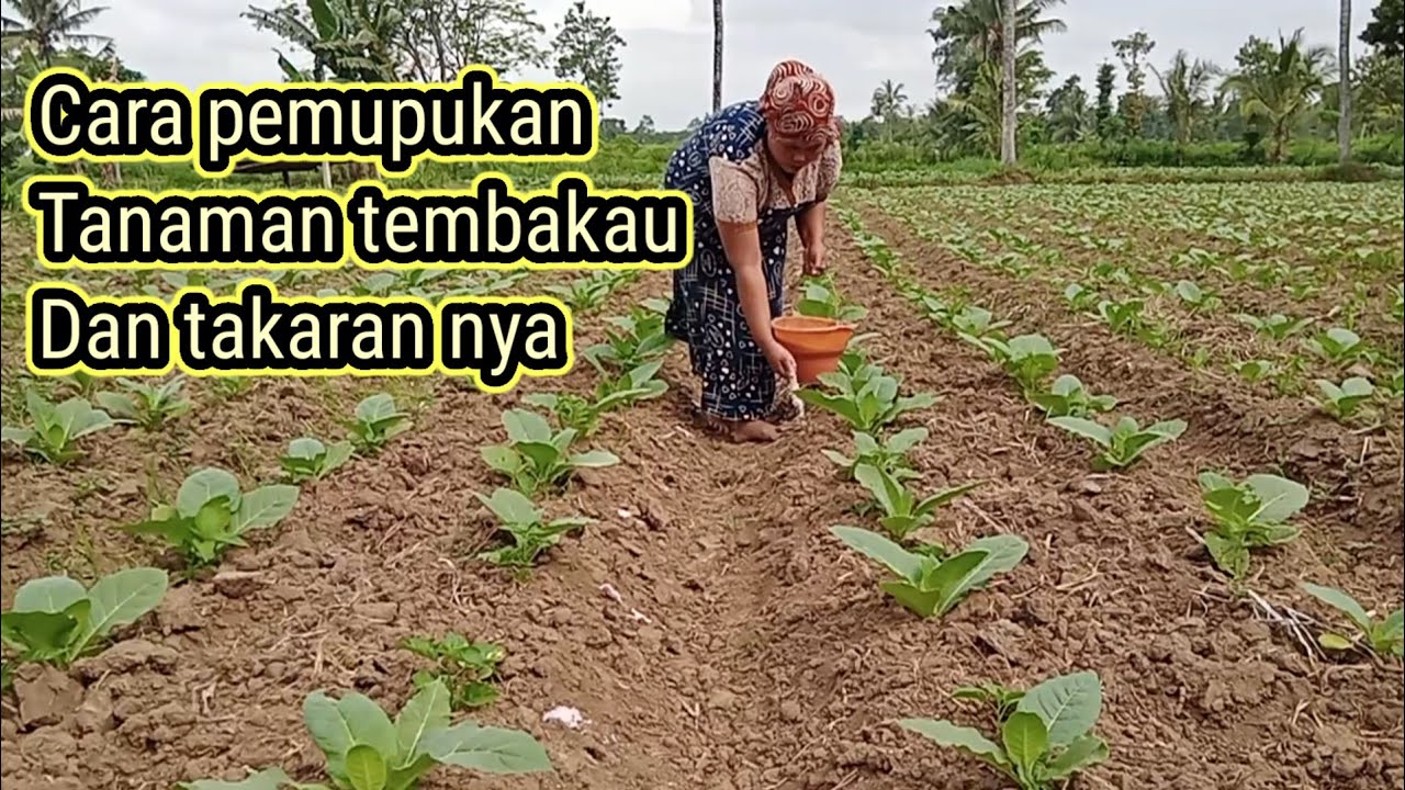 CARA PEMUPUKAN TEMBAKAU DAN TAKARAN NYA(@hartonopetanimuda