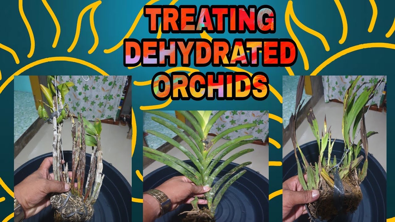 HOW TO TREAT DEHYDRATED ORCHIDS?/V43