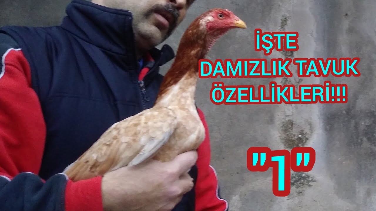# 60 # İŞTE DAMIZLIK TAVUK NASIL OLMALI?
