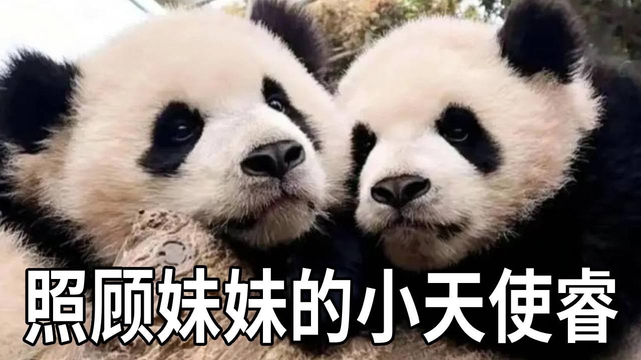 睿宝真的就像小天使一样，自从和妈妈分开后，它就主动照顾起了妹妹【你好大熊猫】