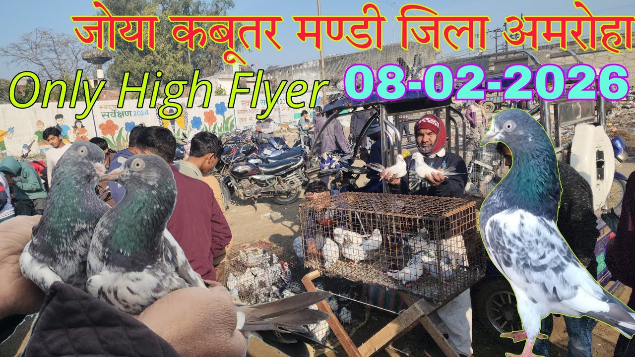 Sunday kabootar market  08-02-2026. Joya kabootar market. कबूतर बाज़ार जोया जिला अमरोहा उत्तर प्रदेश।