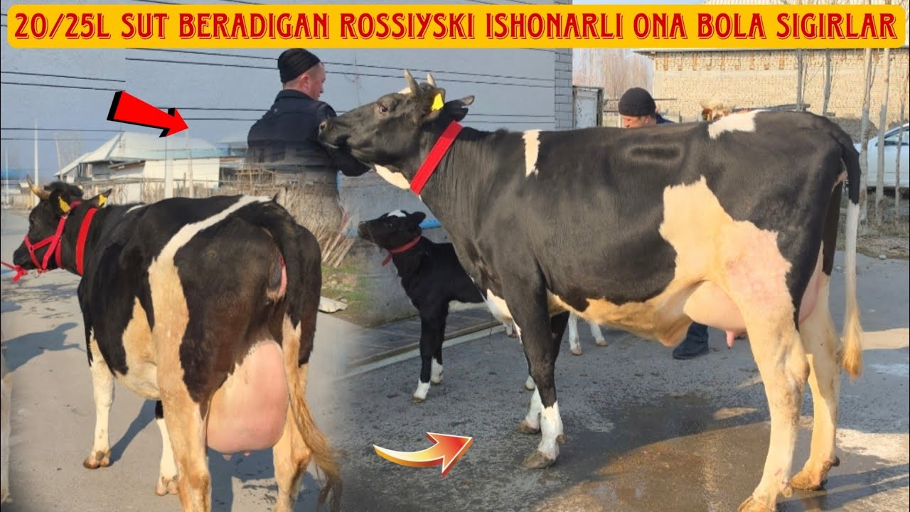 😳 Tayyor Ona Bola Rossiyski Sigirlar  Abror Akadan Koʻrib Baho Bering 