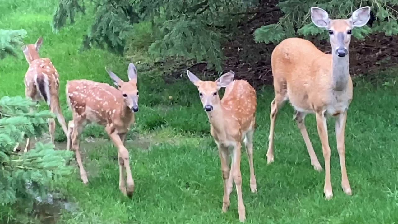 Our Deer Family      11 August 2021