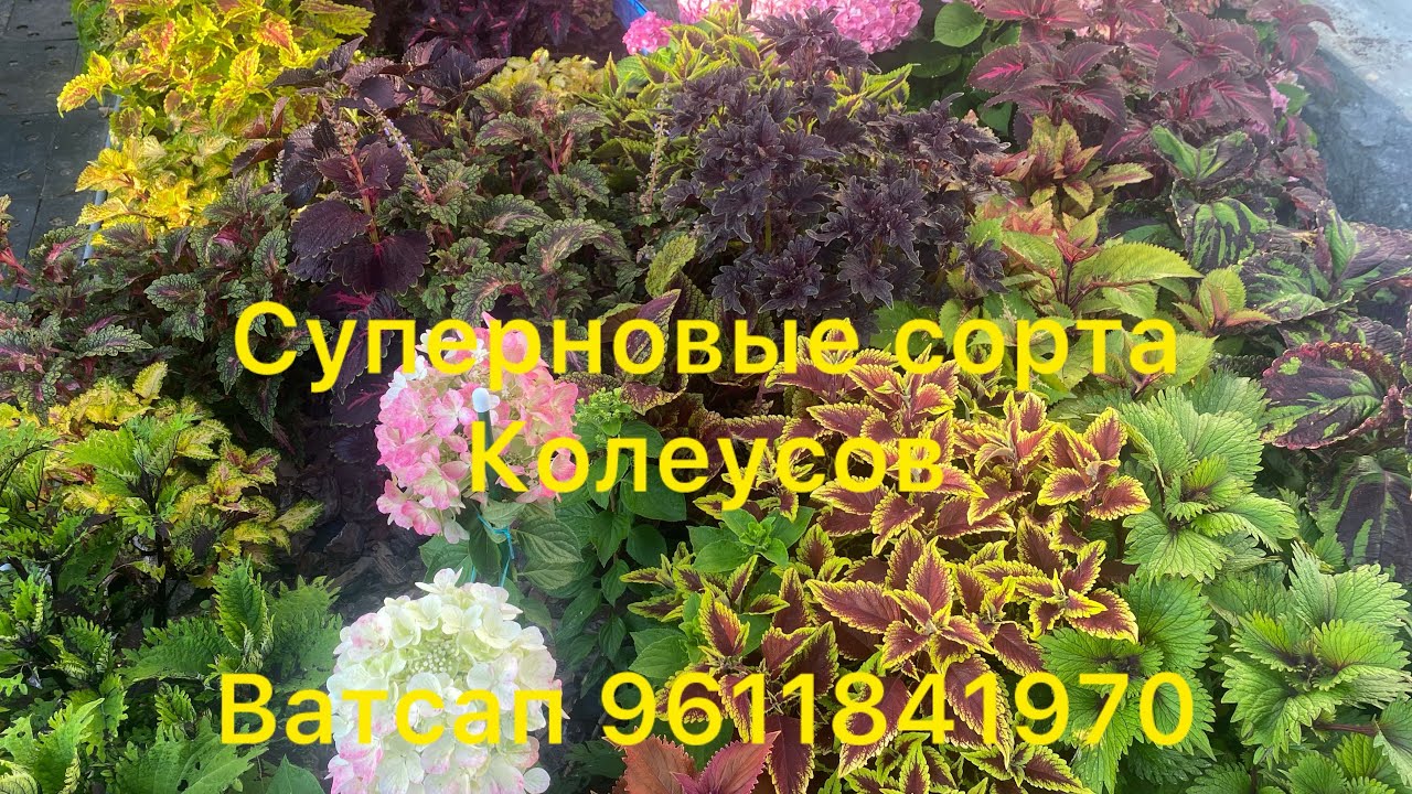 Необыкновенная красота,колеусы сурерновинки с названиями