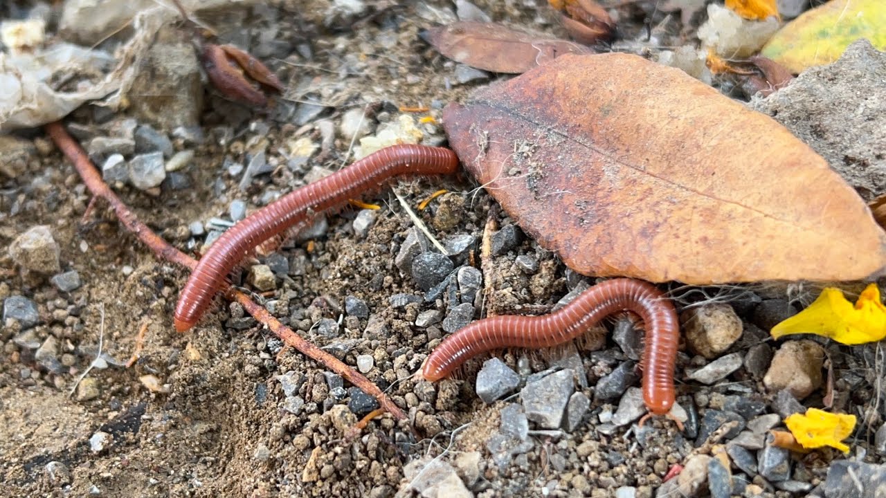  Rusty millipedes #youtubevideo #insects #naturelovers #nature #youtube #millipedes 