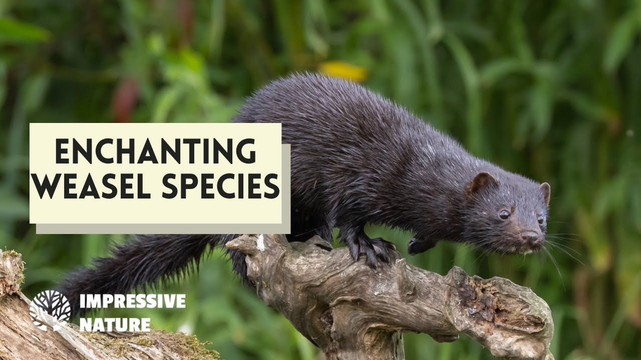 6 Enchanting Weasel Species You Need to See!