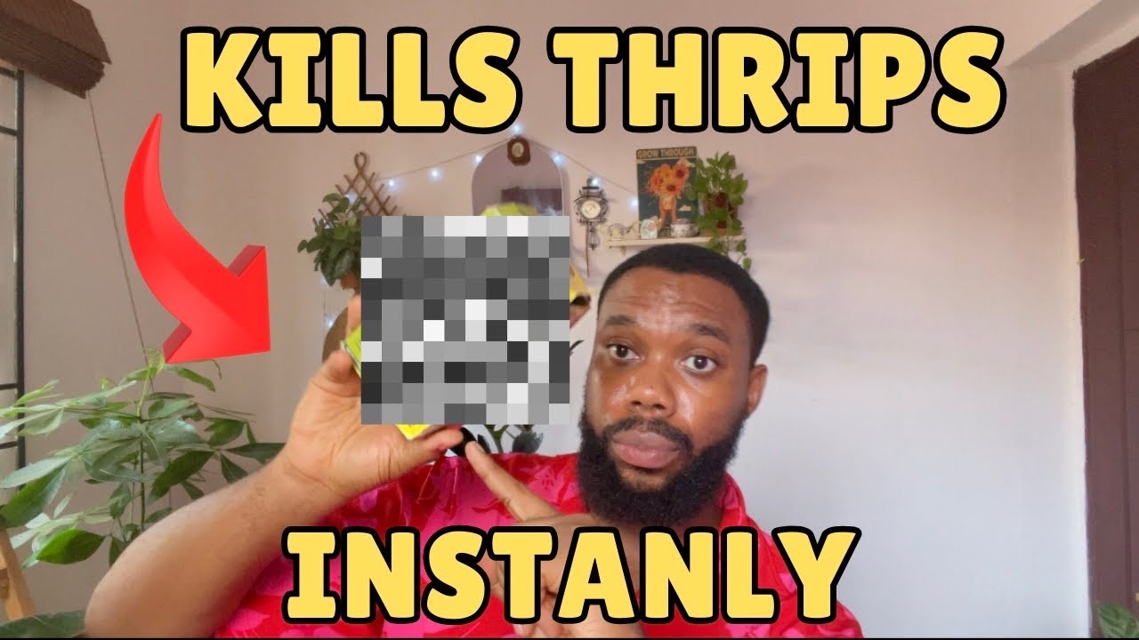 How I Got Rid of Thrips Easily and Instantly !