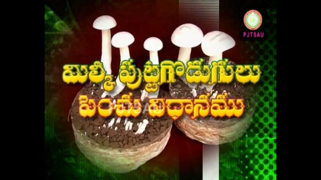 Milky Mushroom Production