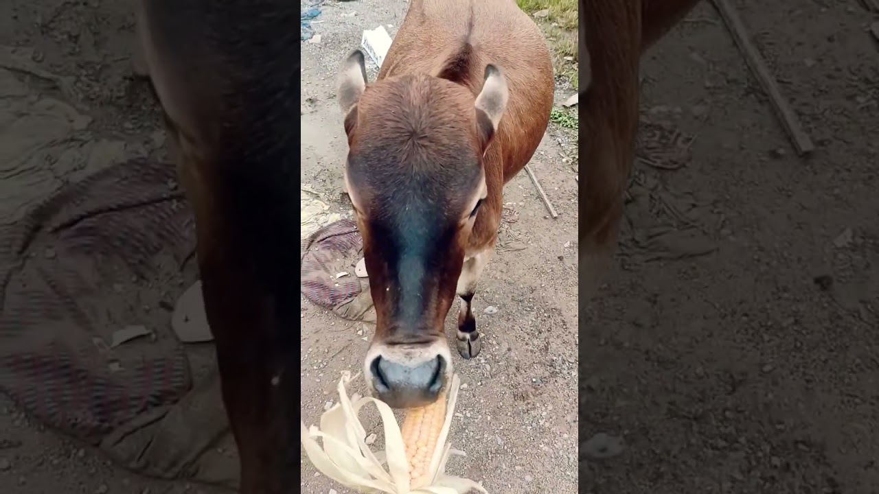 I fed the cow corn and she was very happy to eat it.🌽🥰