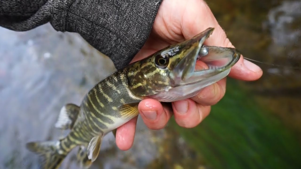 Micro Pike Fishing! The Micro Monsters