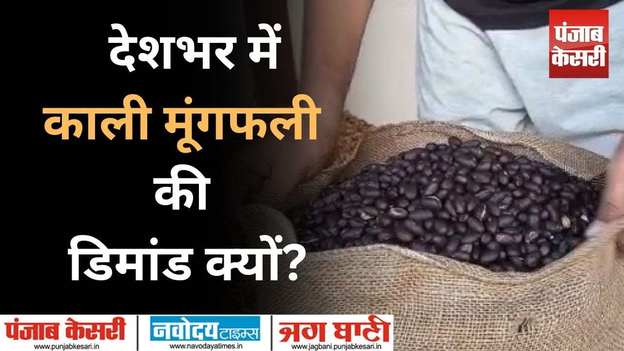 Rajasthan की बादाम काली मूंगफली, देशभर में भारी डिमांड | Bandikui's Black Peanuts