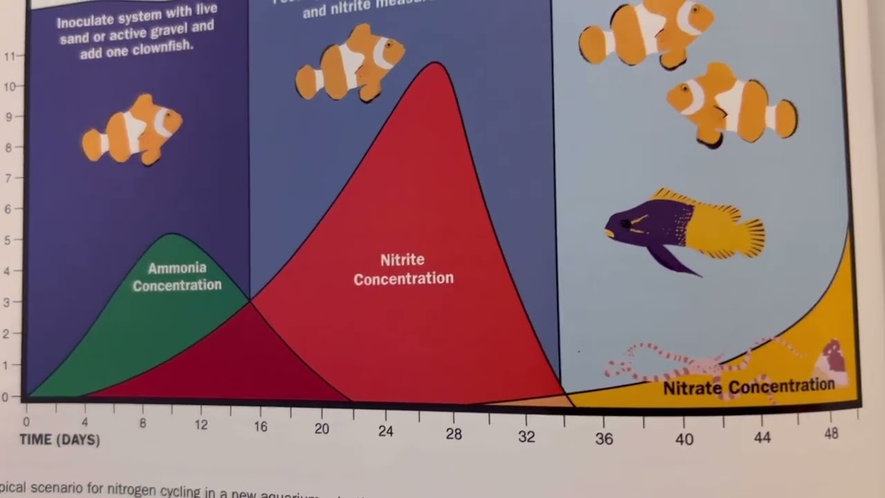 Ciclado del acuario/ 1 mes sin peces😱😱/  🤪🤪como es eso realmente / Jeff