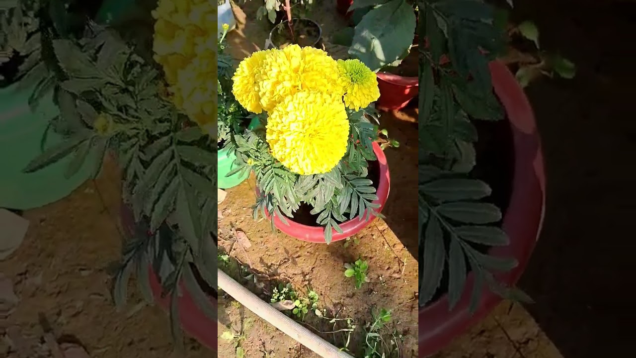 Marigold Inca Variety Plant #youtubeshorts #gardening #marigold #winterflower