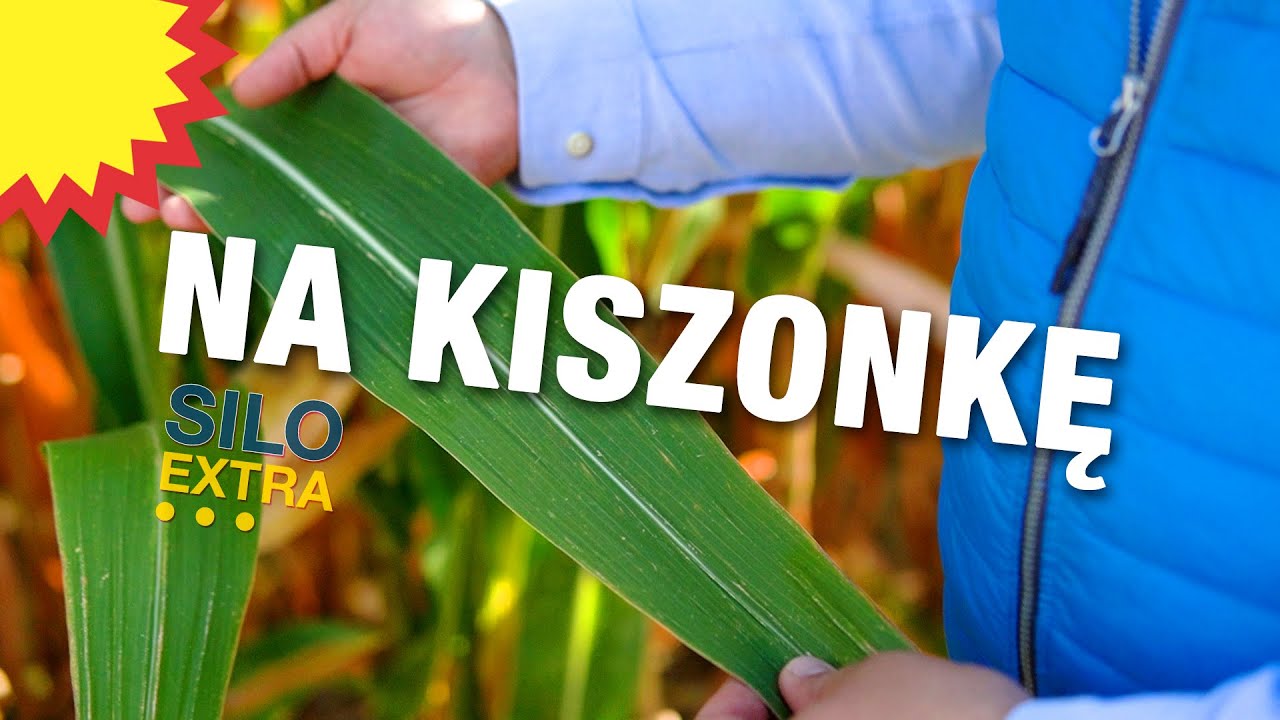 Polecane odmiany kukurydzy na kiszonkę 2024!