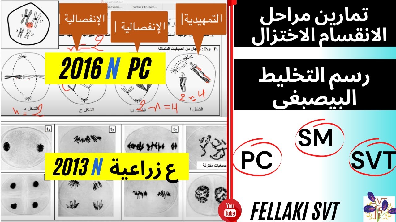 ‎⁨ تمارين مراحل  الانقسام الاختزال مع رسم التخليط البيصبغي