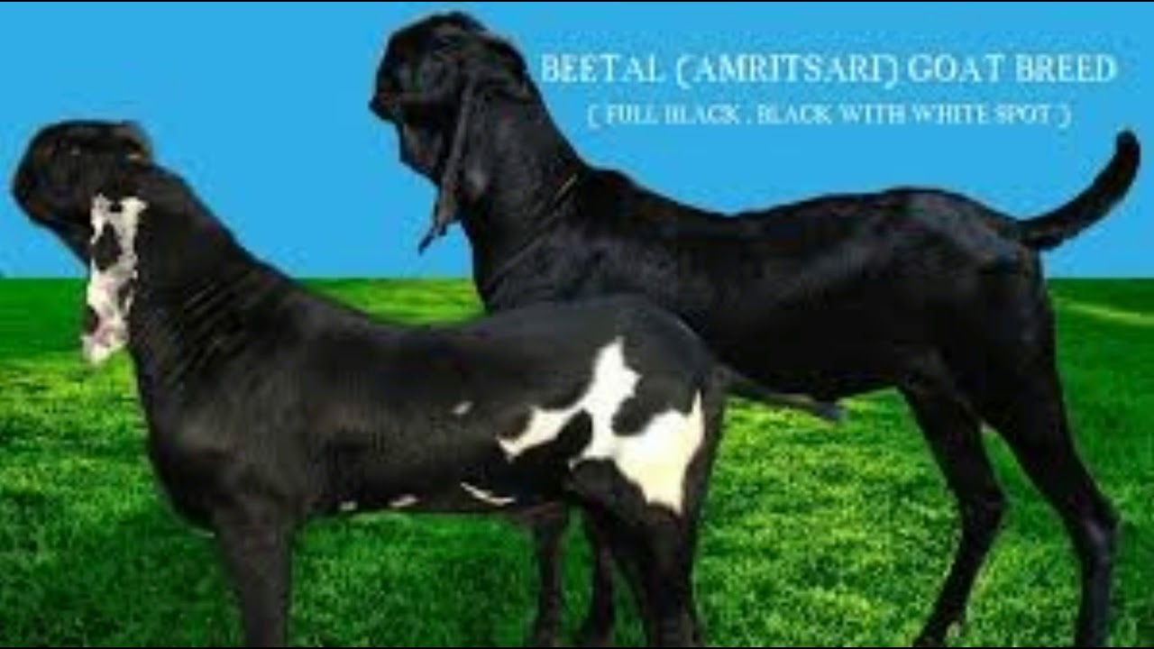 Beetal Faisalabadi, Amratsari ke Pehchan aor khoobian / Different Types of Beetal Goat /