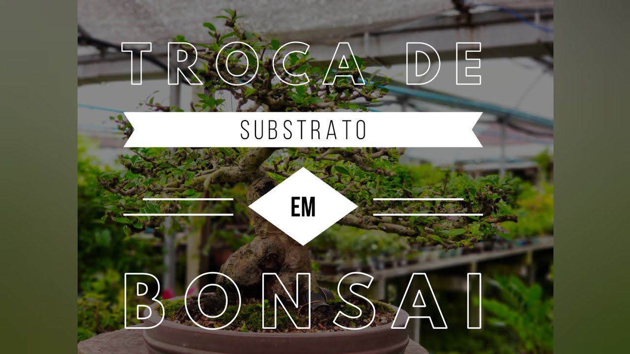 Transplante (troca de substrato) em Bonsai de planta tropical