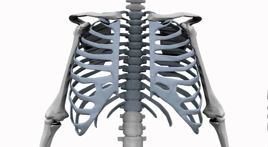 CEATEC sternal closure system THORAX