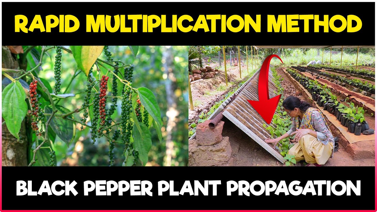 Black pepper rapid Multiplication method | Black Pepper Plant Propagation Technique