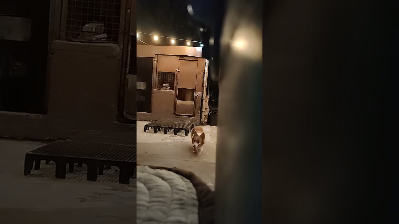 Corgi's Haven is live! with our hugable corgis