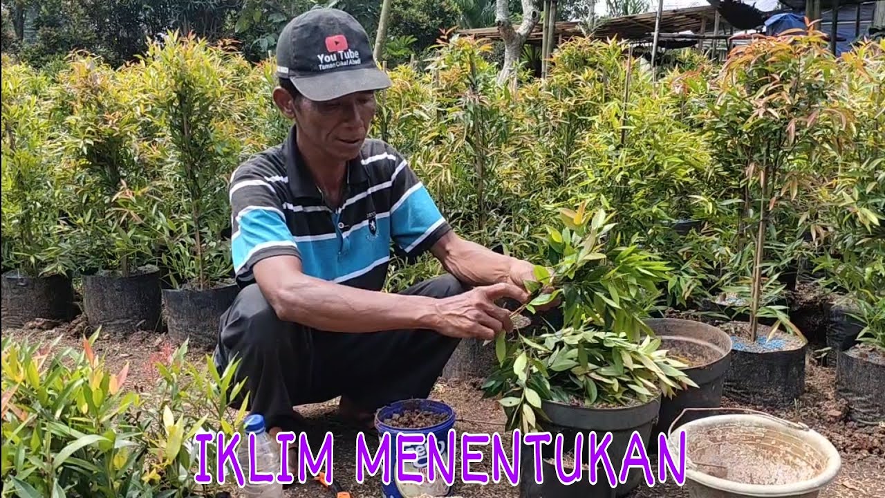 CAR STEK BATANG/ PERBANYAK TANAMAN HIAS  PUCUK MERAH !!