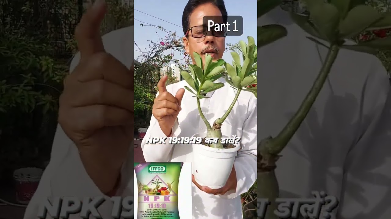 Adenium में कौन से fertilizer कैसे डालें ? #shorts #viral #adenium