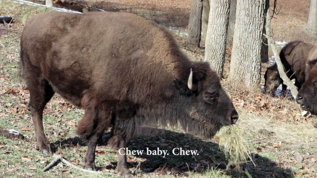 Bison Like to Eat