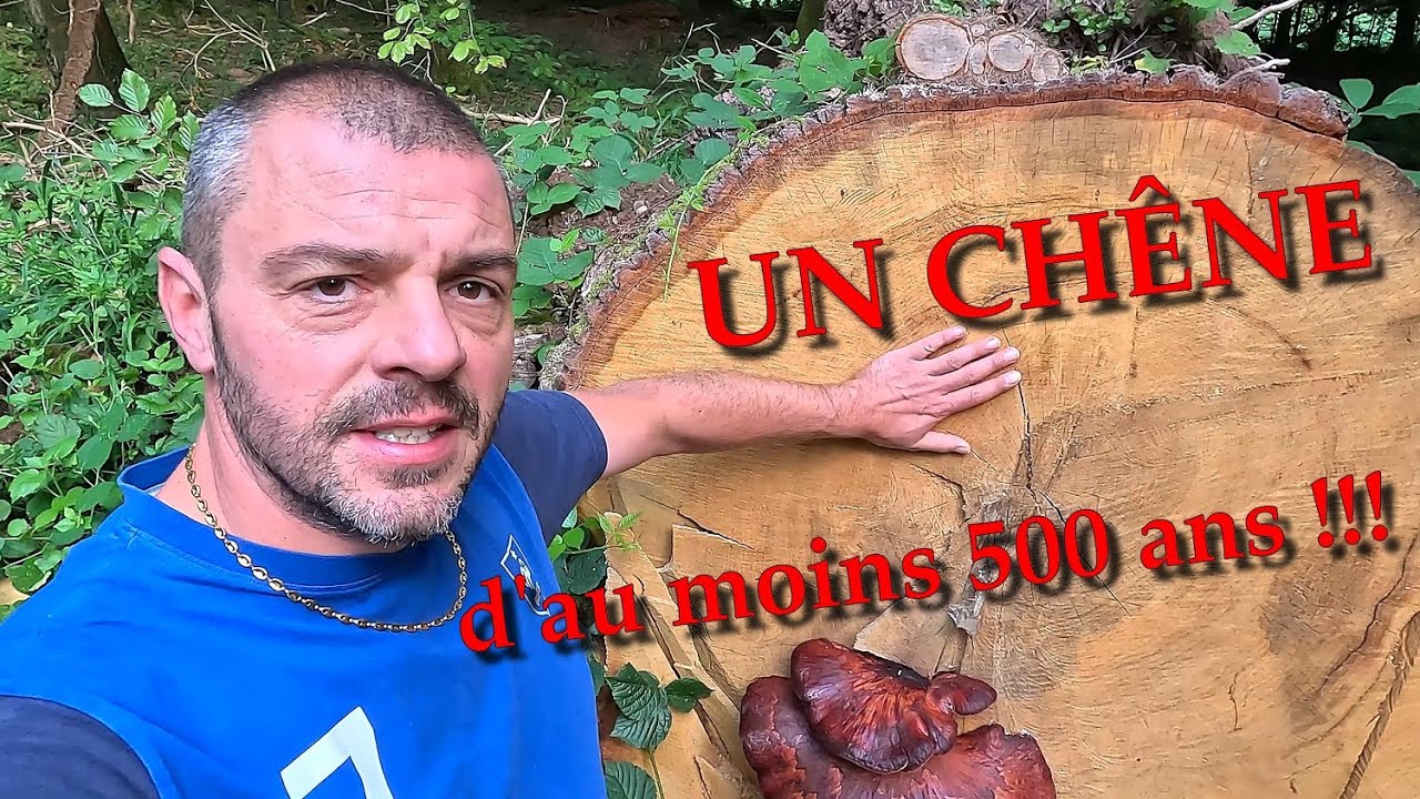[EN MODE BUCHERON] retour au bois avec un chêne de 500ans !! 🌲🪓🌳🪚🪵