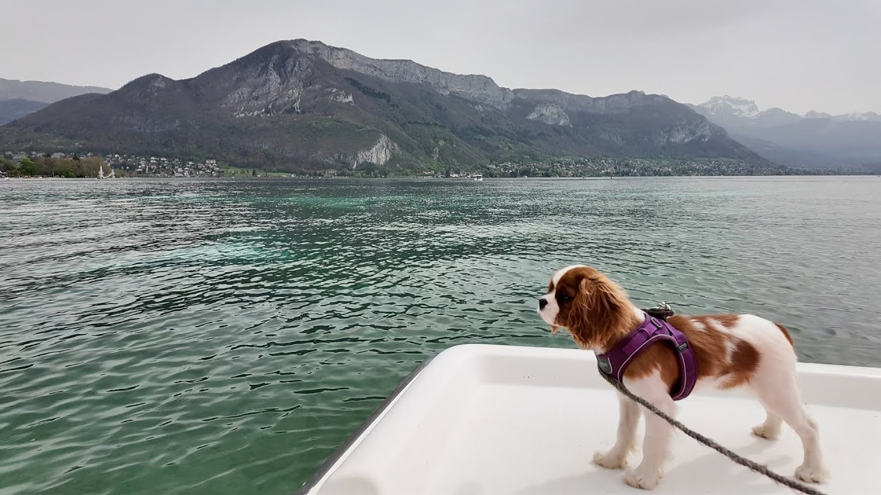 Vanilla, the Cavalier King Charles puppy. Vanilla's first vacation 4: riding the boat on Lake Annecy