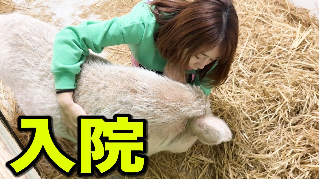 ミニブタつくねに何が・・・入院することになった訳