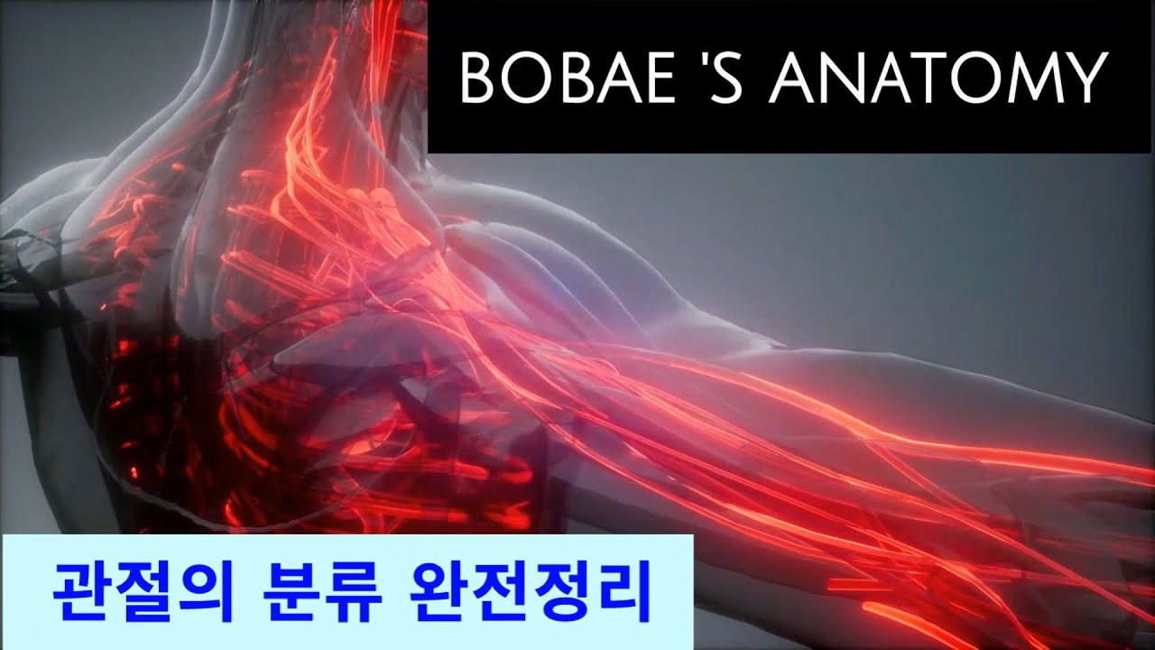 관절의 분류 완전정리