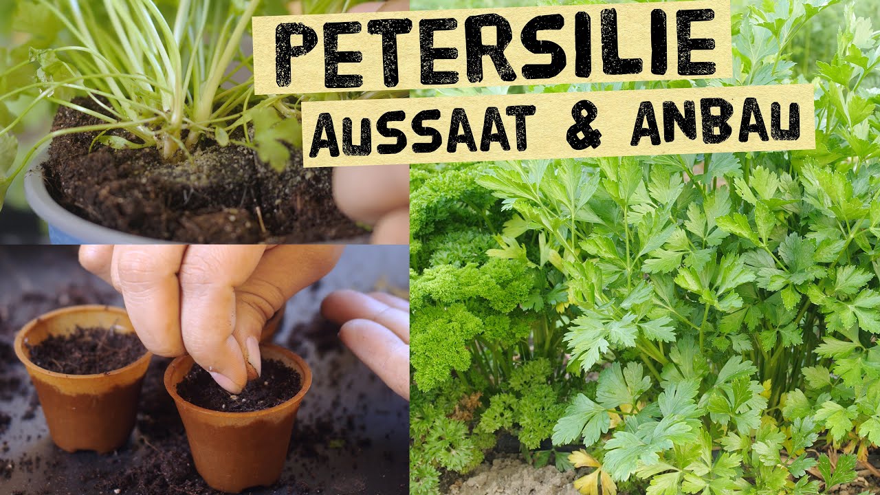 Petersilie anbauen! Aussaat bis Ernte - so bekommst du kräftige Petersilienpflanzen im Beet und Topf