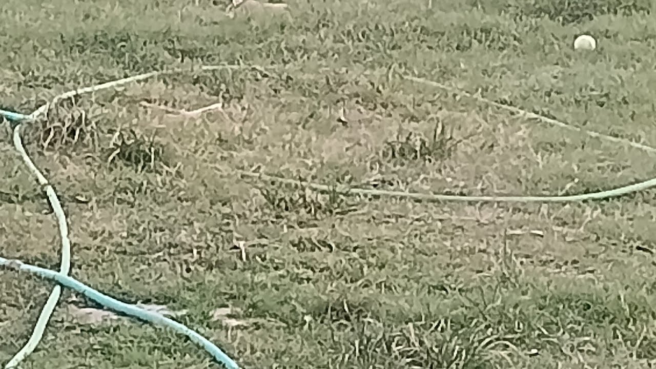 El Sueño Americano está en vivo