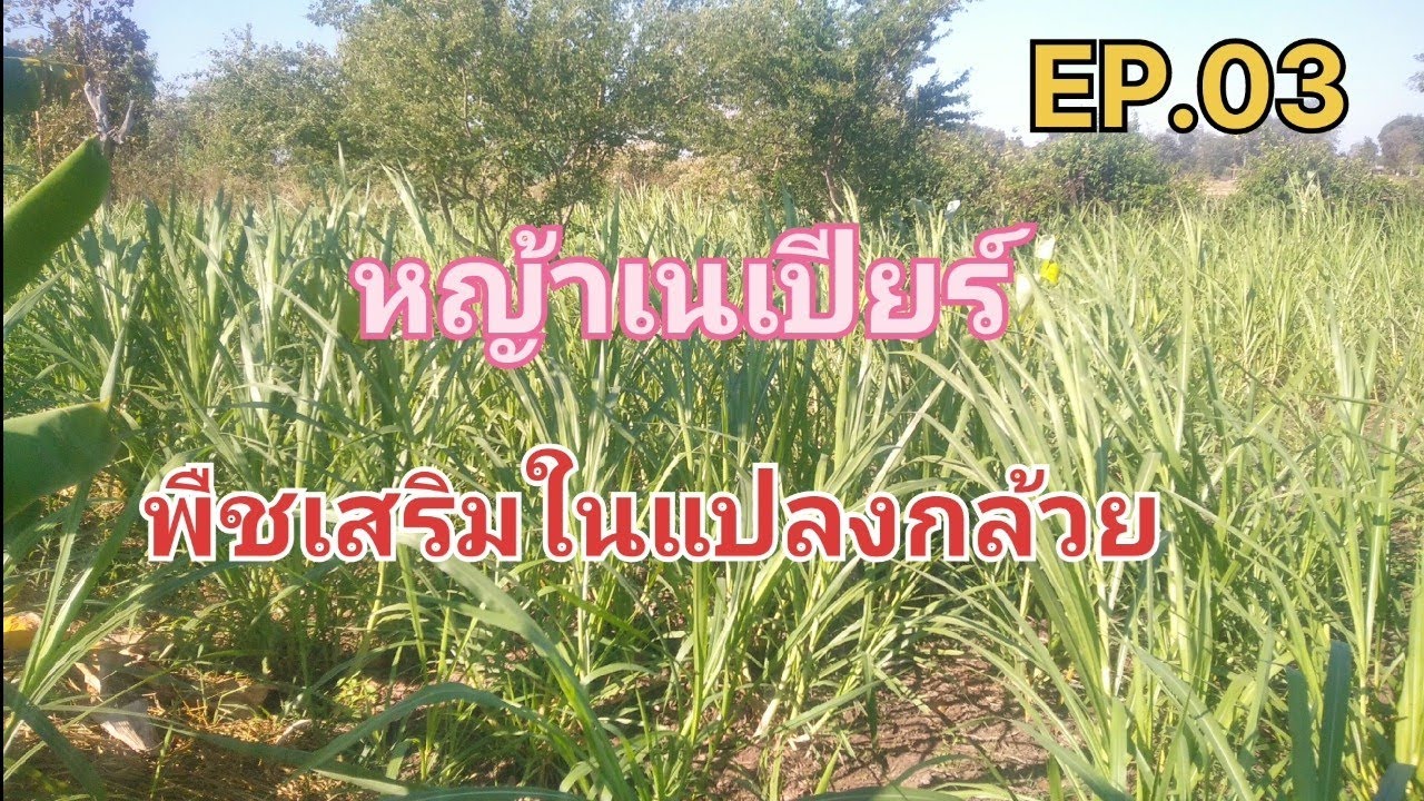 ปลูกหญ้าเนเปียร์ EP.03 สร้างรายได้เสริมพร้อมกับปลูกกล้วย