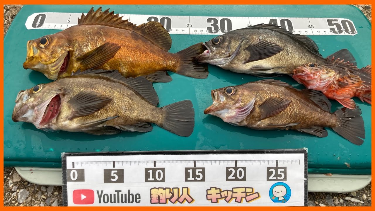 🔰投サビキ、メバルのカゴ釣りの仕掛けの紹介