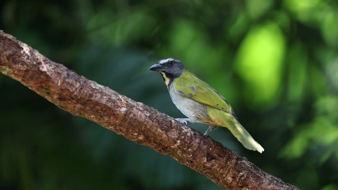 2 Hours of Bird Sounds for Deep Sleep 🐦 | Relaxing Nature Ambience | No Talking