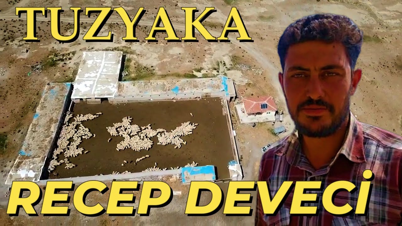 RECEP DEVECİ -  KOYUNLARI ve KUZULARI HARİKA