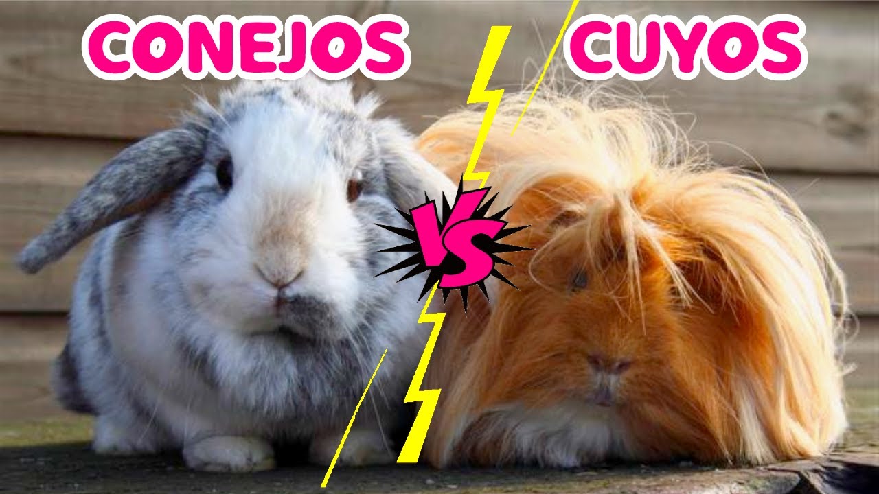 Cuáles son las DIFERENCIAS de un Cuyo y un Conejo? - COMO IDENTIFICARLOS🐹🐰