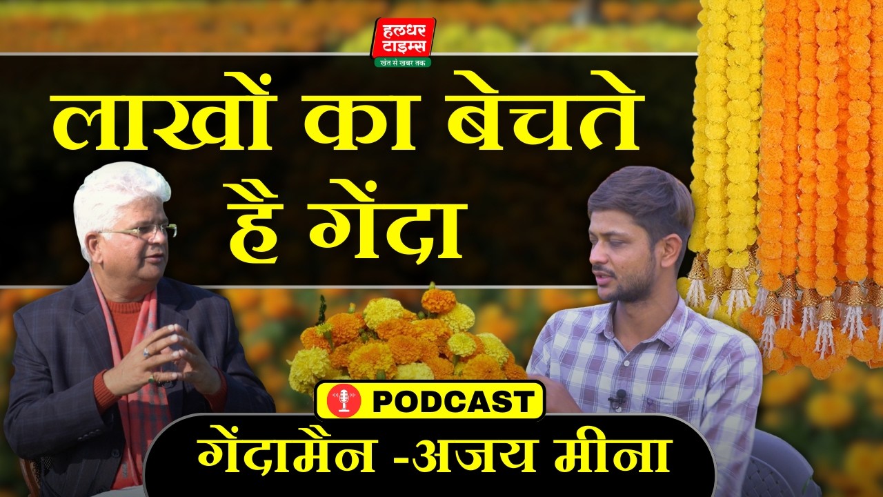 गेंदे ने बनाया लखपति। Haldhar Times।#kisan #agriculture #flower #flowers #flowerfarming #merigold
