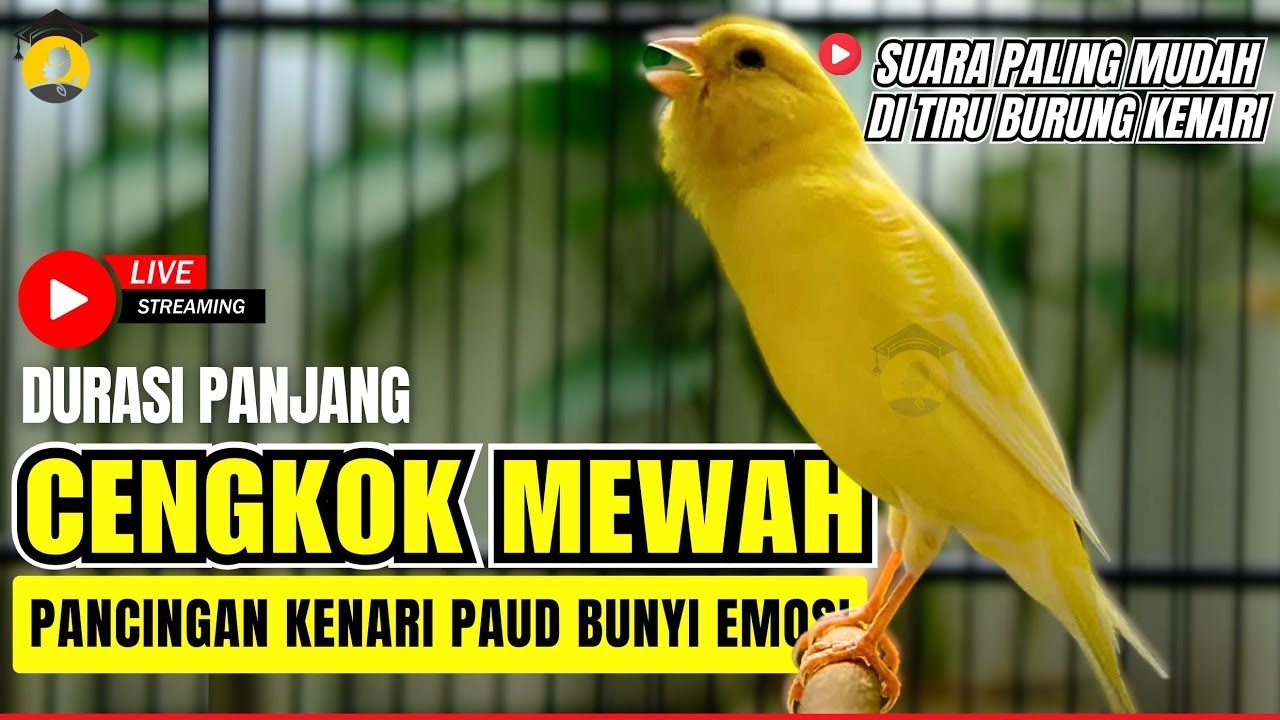 🛑 MASTERAN BURUNG | Kenari GACOR PANJANG INI AMPUH untuk Pancingan KENARI PAUD - Kenari Macet BUNYI