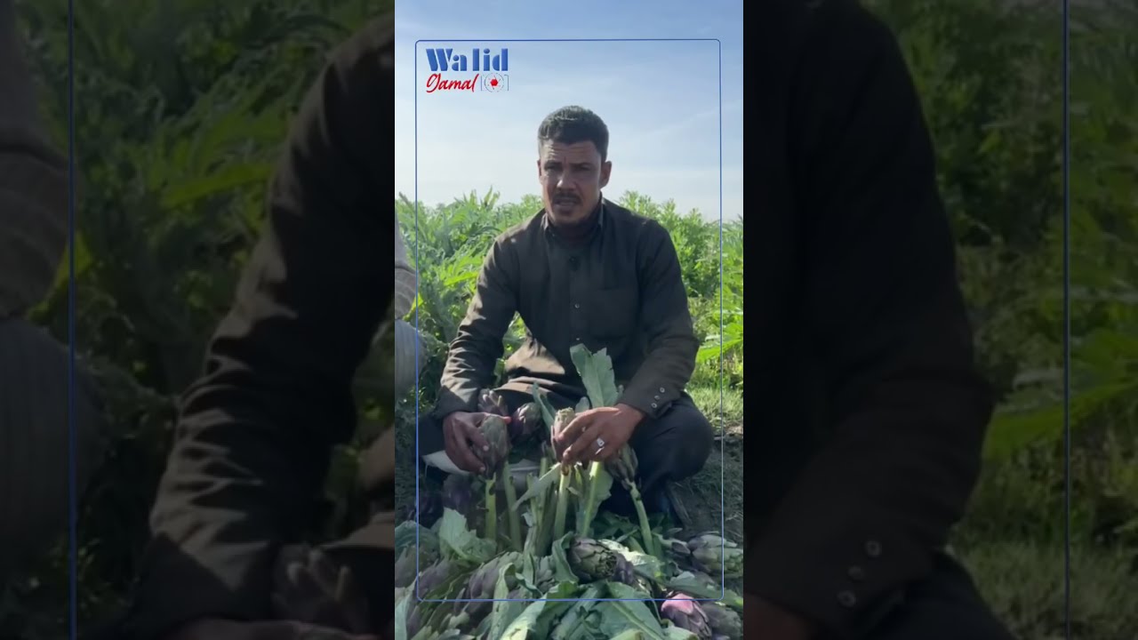 ٦٠ عاما في زراعة  وتصدير الخرشوف..قرية سيدي غازي من البحيرة للعالمية