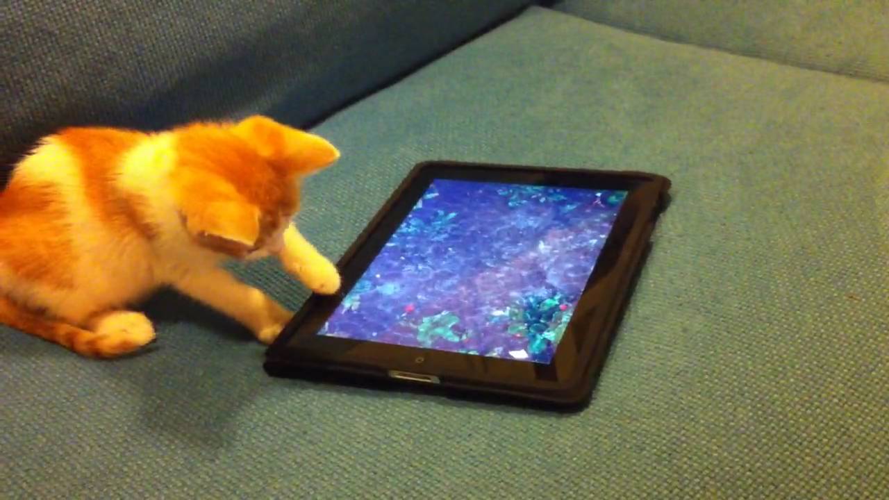 Kitten plays with an iPad