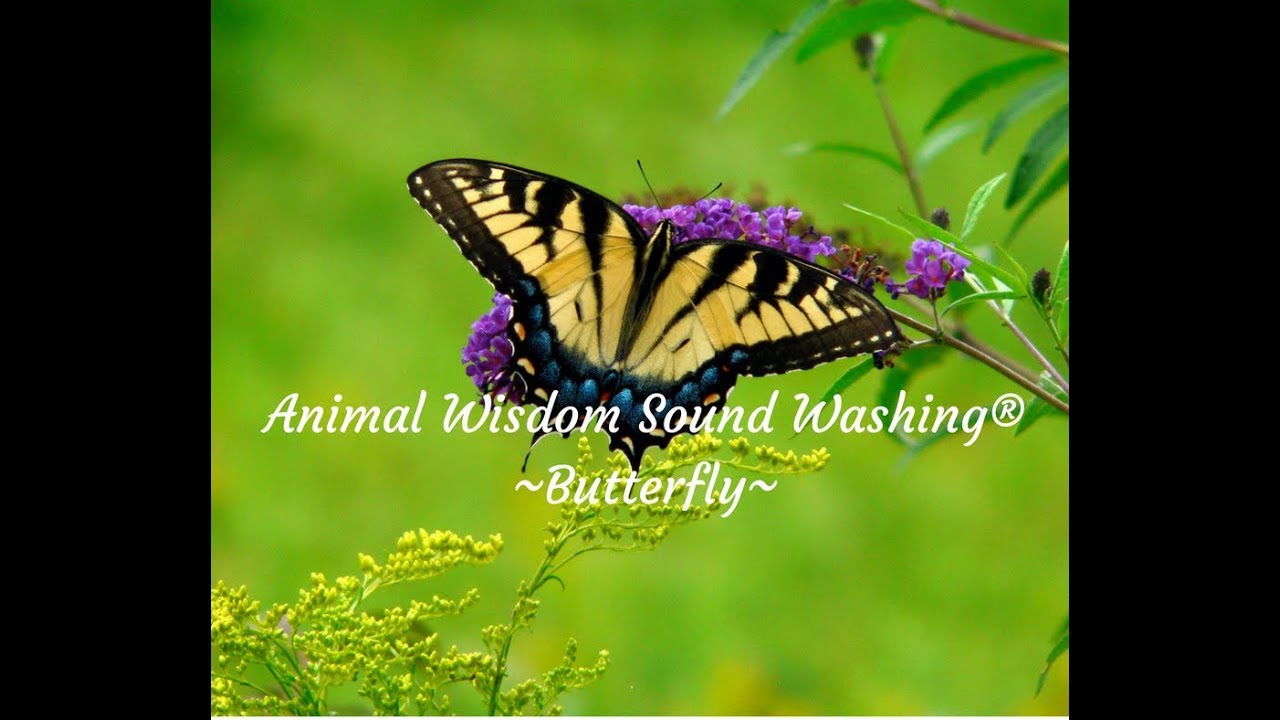 Animal Wisdom Sound Washing&reg; BUTTERFLY