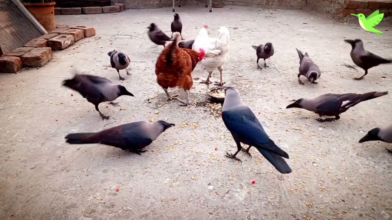 Crows vs Hens Beautiful Moments | Splendid Crow Birds | Crows Planet 