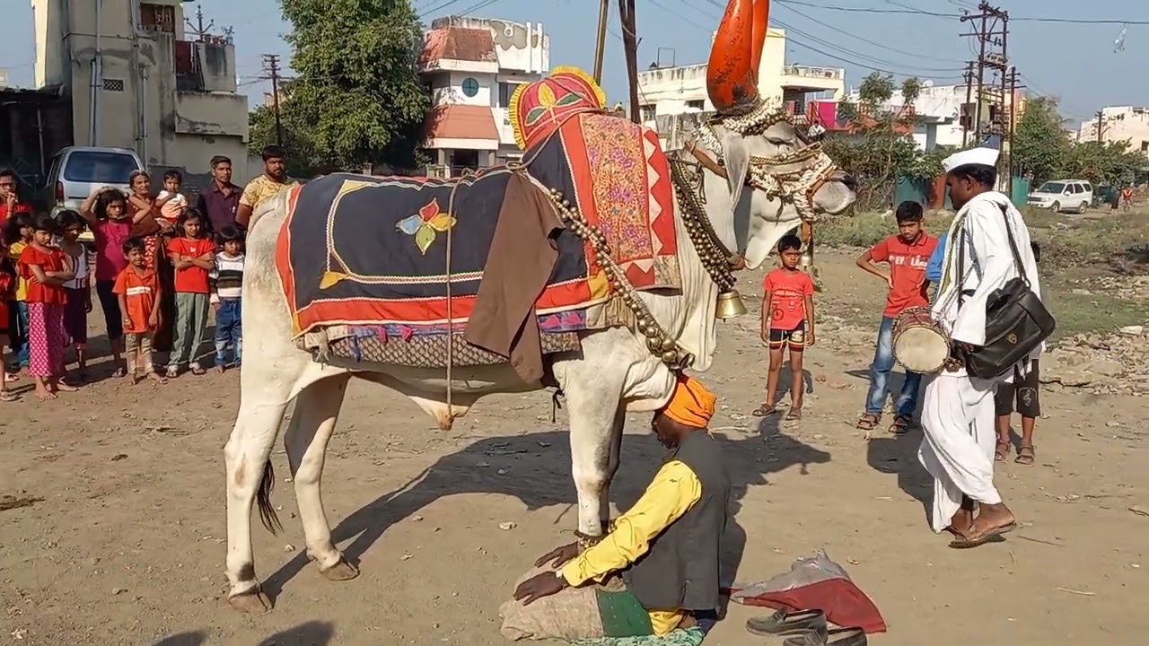नंदीबैलाचा खेळ : भाग ५
